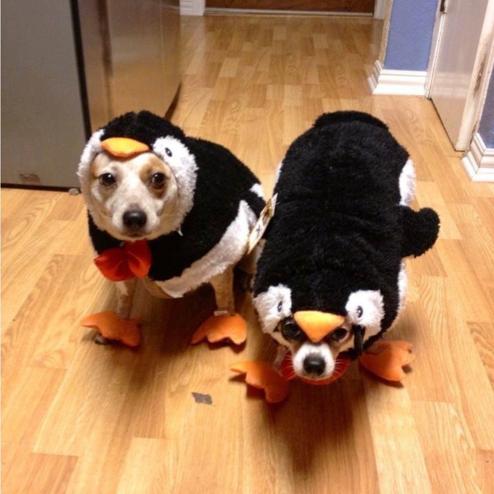 Penguin Dog Costumes